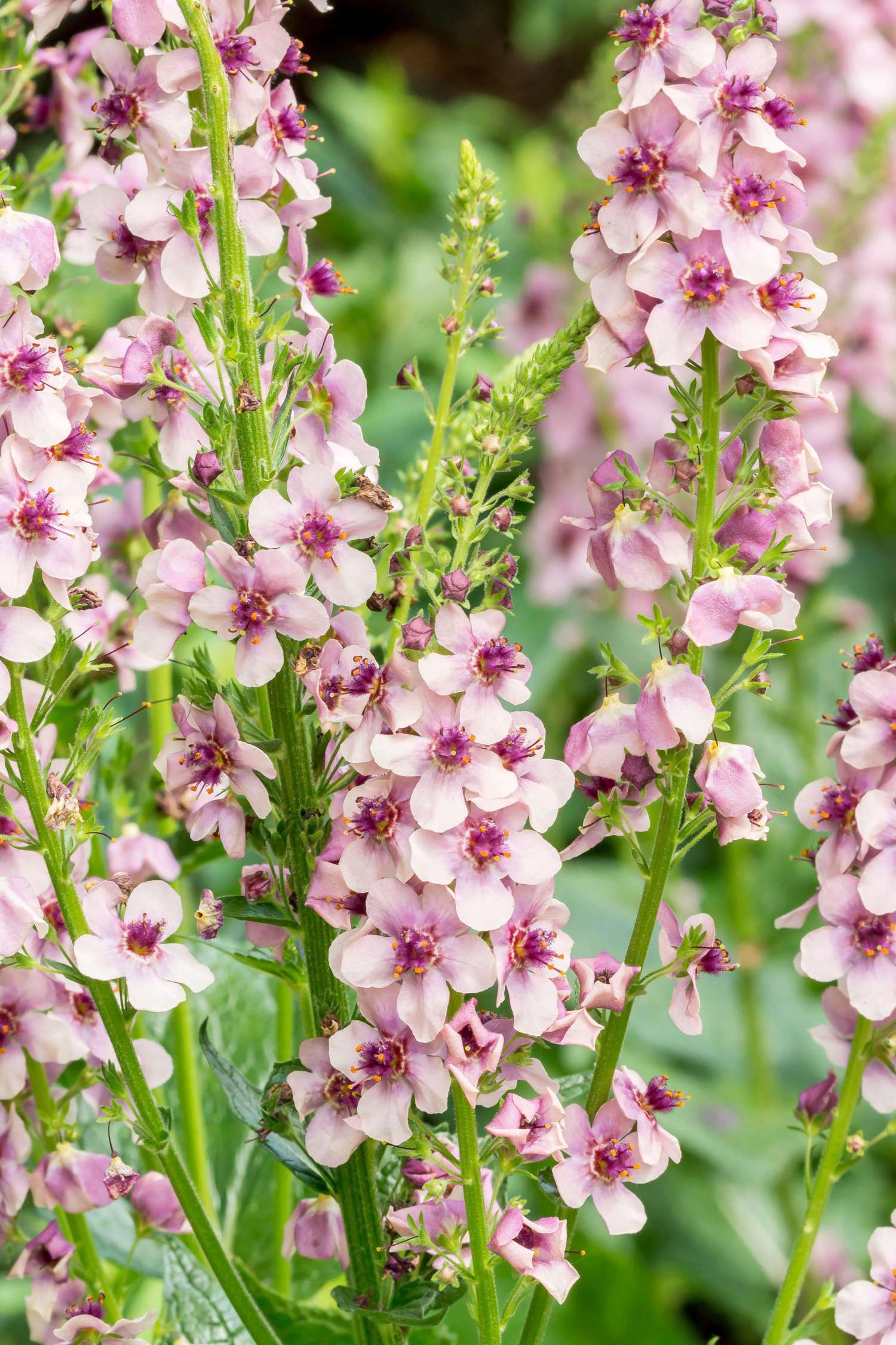 Molène 'Southern Charm' (graines)